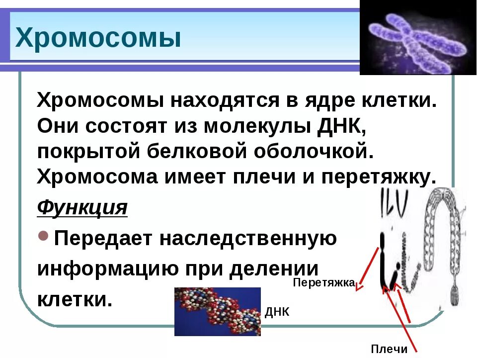 Хромосомы живых клеток. Органоиды хромосомы строение и функции. Хромосомы находятся в ядре. Строение и функции хромосом клетки.