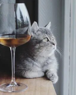Кот с бокалом