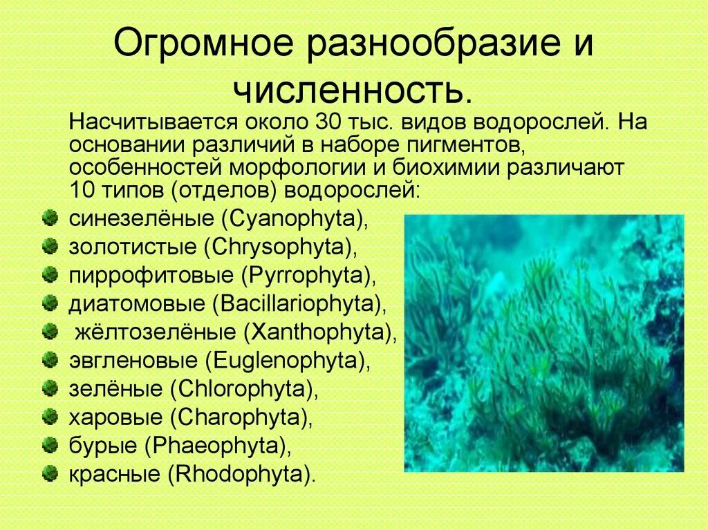 Проект водоросли. Виды водорослей. Водоросли их многообразие. Водоросли, основные понятия. Водоросли по биологии.