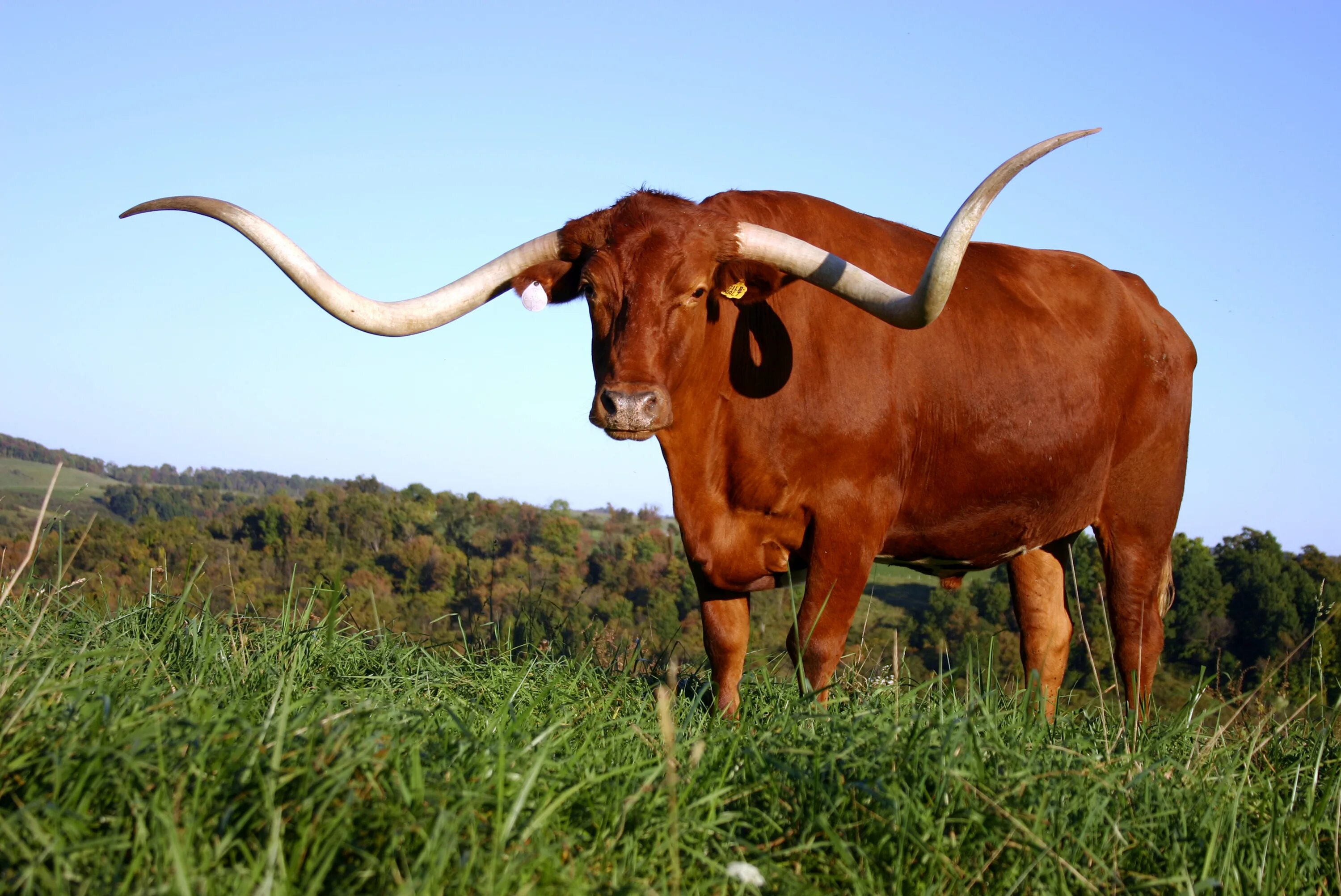 Большой бык. Техас Лонгхорнс бык. Техасская корова лонгхорн. Лонгхорн буйвол. Техасский длиннорогий бык Cow.
