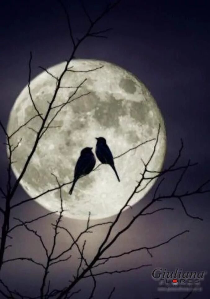 Спокойной ночи птицы. Луна и птицы. Птицы ночью. Птички на фоне Луны. Птица в ночном небе.