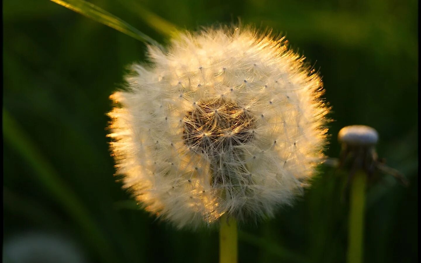 одуванчик. одуванчик баджальский. одуванчик туймазы. цветонос у одуванчика. одуванчик остророгий.