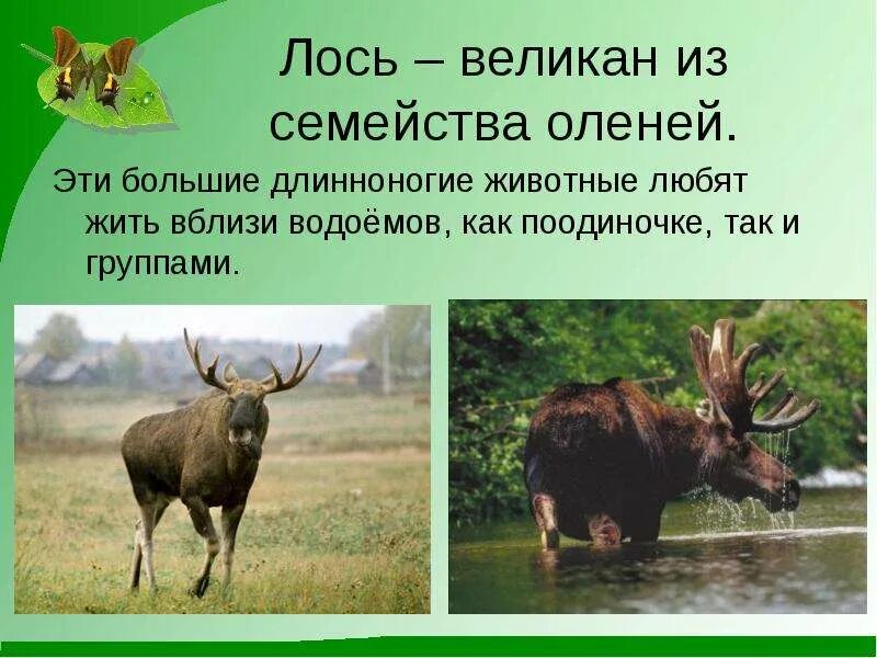 Лось доклад. Лось описание. Лось описание. Лось какое семейство. Лось какое семейство.