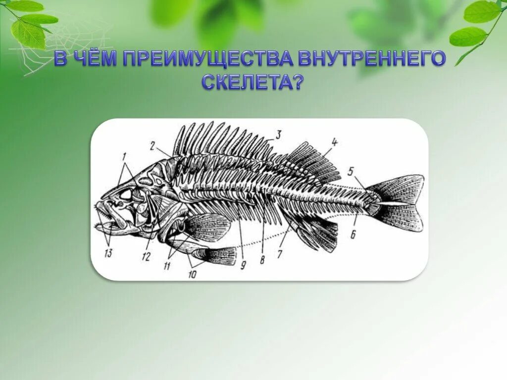Скелет рыбы биология 7 класс. Преимущества внутреннего скелета рыб. Преимущества внутреннего скелета. Определить преимущества внутреннего скелета рыб.