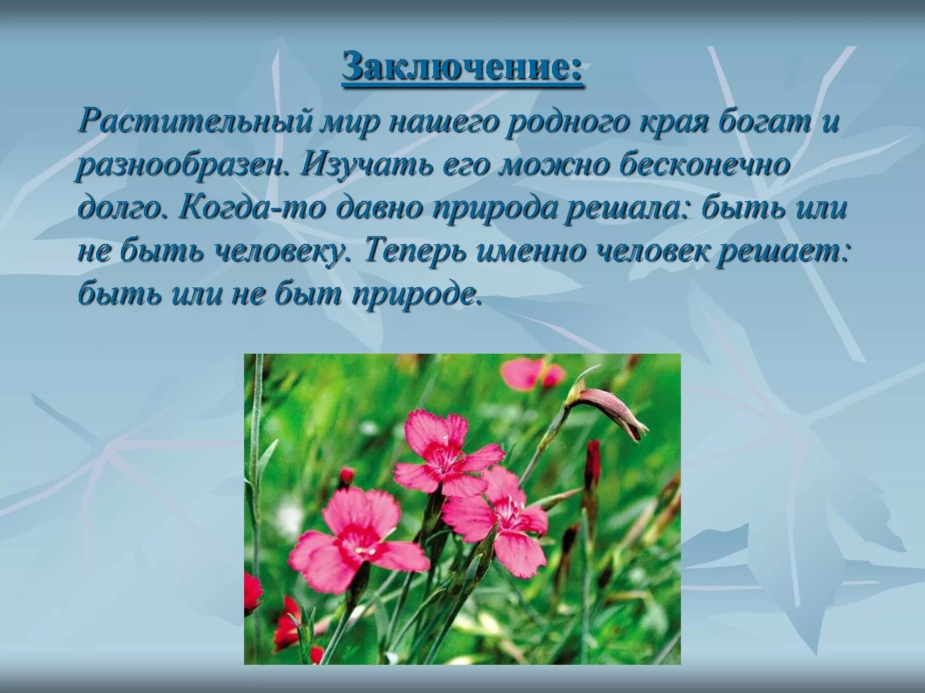 Описание красивого растения. Растительный мир родного края. Рассказ о красоте родного края. Растительный мир нашего края. Цветы и растения родного края.