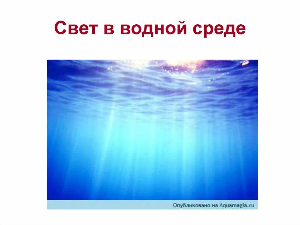 Количество воды в средах обитания. Свет в водной среде. Освещение водной среды. Свет в водной среде обитания. Освещение в водной среде обитания.