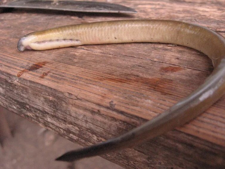 Хвост мутация. Кот с двумя хвостами мутация. Хвост мутация. Строение тела русалки. Рудименты человека атавизмы человека.