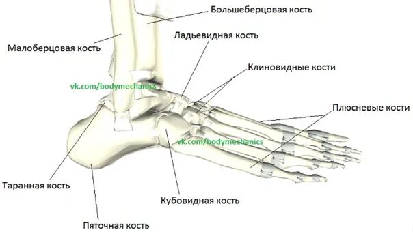 Обозначьте кости скелета: верхних конечностей, нижних конечностей. Медиальная кость стопы. Кости стопы баммес. Ладьевидная и клиновидная кости. Перелом 1 клиновидной кости стопы.