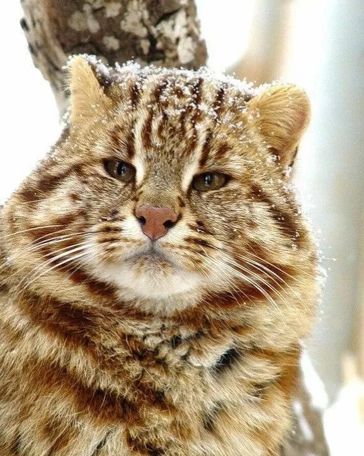 Амурский кот. Краснокнижный амурский кот лесной. Дальневосточный амурский кот. Амурский кот. Дальневосточный амурский лесной кот.