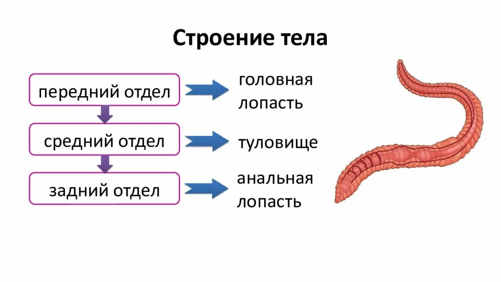 Из чего состоит червь. Кольчатые черви внешнее строение. Кольчатые черви сегменты. Кольчатые черви строение. Тип кольчатые черви внешнее строение.