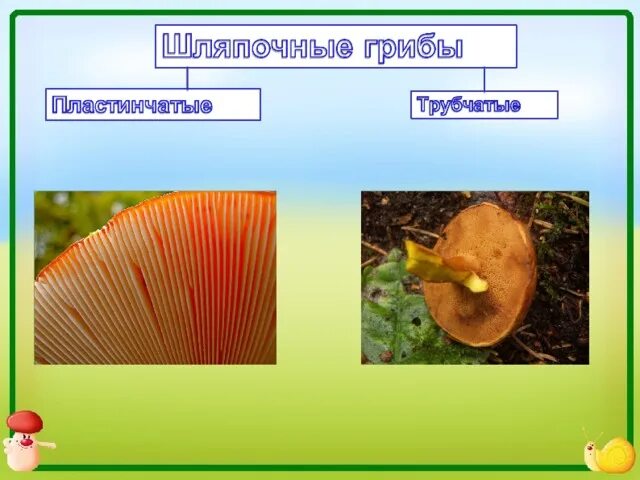 Шляпочные и пластинчатые грибы. Грибы трубчатые пластинчатые сумчатые. Строение трубчатых и пластинчатых грибов. Шляпочные грибы трубчатые и пластинчатые. Какие пластинчатые или трубчатые