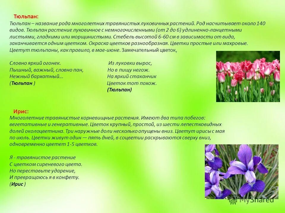 Значение цветов тюльпанов по цвету. Лилейные характеристика стебель. Значение цветов тюльпанов. Тюльпан дойч прайд. Значение цветов тюльпанов.