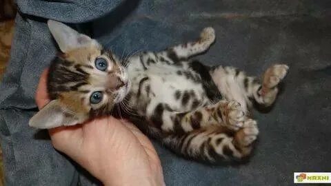 Бенгальская котенок 1 месяц