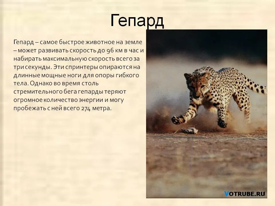 Сколько скорость гепарда. Доклад о гепарде. Гепард животное описание. Гепард самое быстрое животное. Самое быстрое животное на земле.