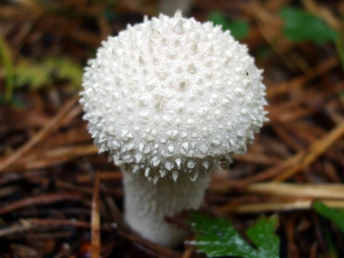 Гриб с колючим названием 6 букв. Дождевик ежовый гриб. Lycoperdon perlatum. Lycoperdon echinatum. Гриб с колючим именем.