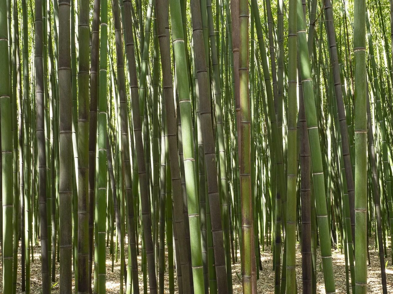 Бамбук обыкновенный. Мексиканский Плакучий бамбук. Bambusa Phyllostachys. Bambusa (1bamg). Цветение бамбука.