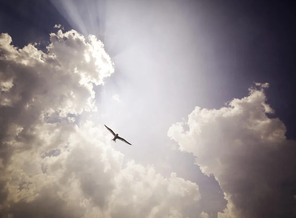 Растаявший в небесах. Птицы в небе. Полет в небе. Одинокая птица в небе. Улетает в небо.
