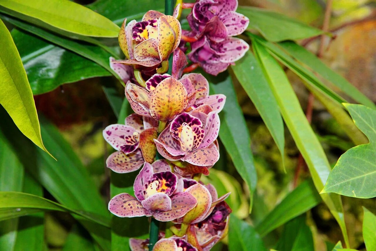 Орхидея эпифит. Фаленопсис Tropical Flora. Фаленопсис Бразилия. Эпифиты Дендробиум.