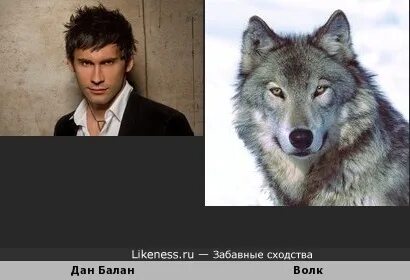 Человек похож на волка