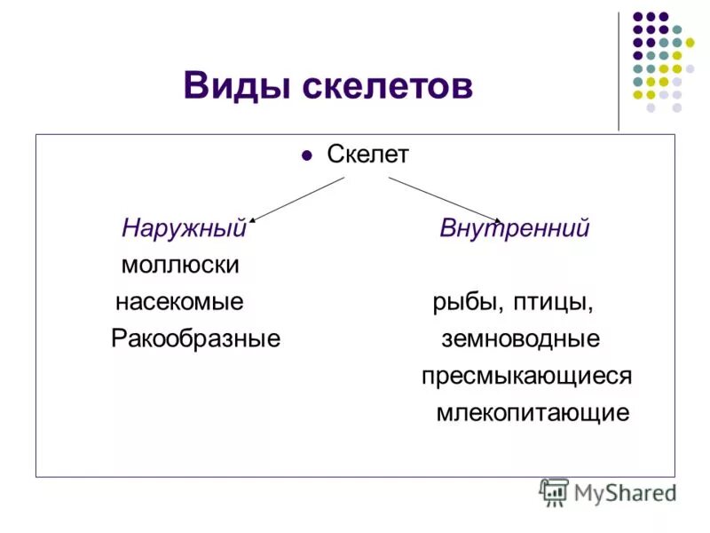 Моллюски внутренний скелет