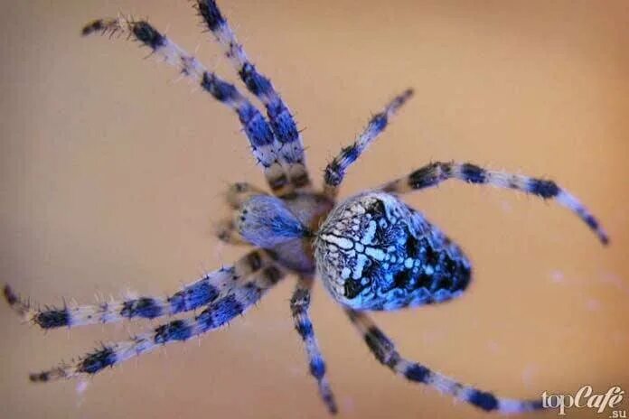 паук краб бокоход. паук павлин. пауки в подсолнухах. паук павлин фото. пауки меняющие цвет.