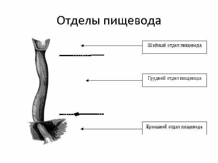 Шейный отдел пищевода анатомия. Проксимальный отдел пищевода. Дистальный отдел пищевода. Проксимальный и дистальный отдел пищевода.