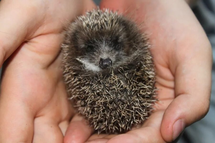 Ежик мем. План про лисица и ёж. Ежика знают все. Европейский еж. Ежик колючий хмурый.