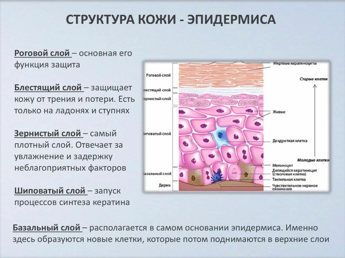 Какие функции имеет кожа. Слои эпидермиса кожи человека и их функции. Клетки эпидермиса и их функции. Базальный слой эпидермиса кожи. Эпидермис структура и функции.