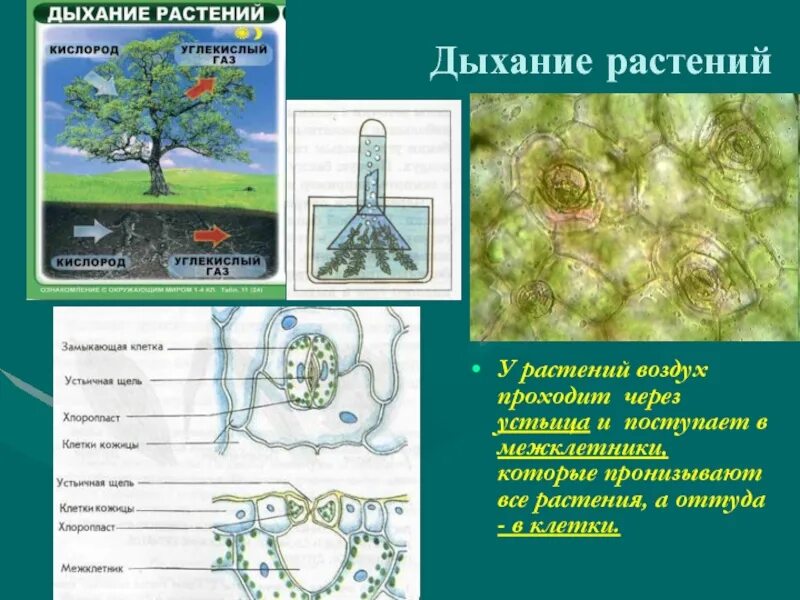 Дыхание определение биология 9 класс. Дыхательная система у растений 6 класс. клетки осуществляющие процесс дыхания растений. дыхание растений 6 класс. дыхание растений 6 класс биология.