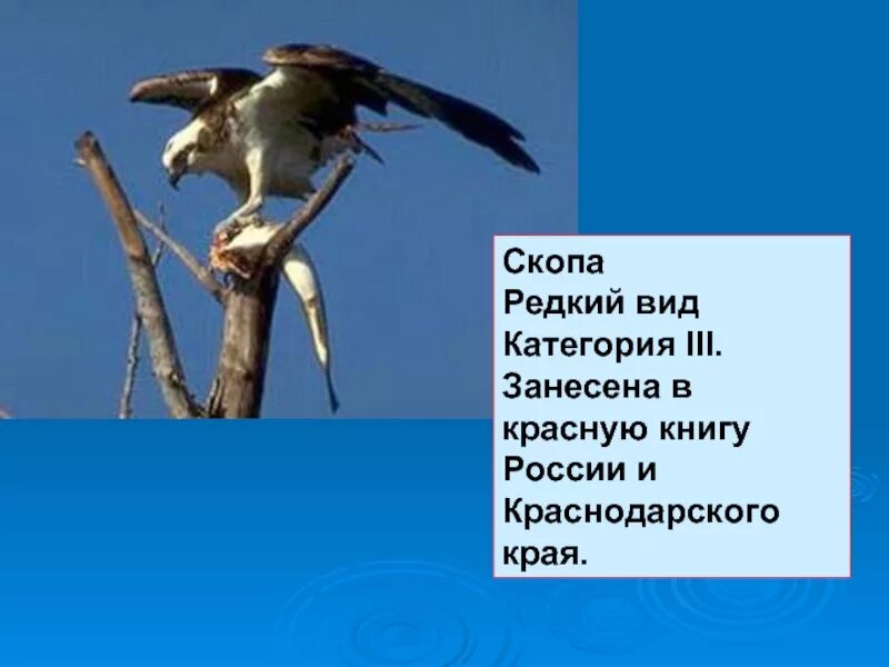 Животные красной книги краснодарского края. Птицы Краснодарского края занесенные в красную. Скопа занесена в красную книгу. Красная книга Краснодарского края. Скопа красная книга Краснодарского края.