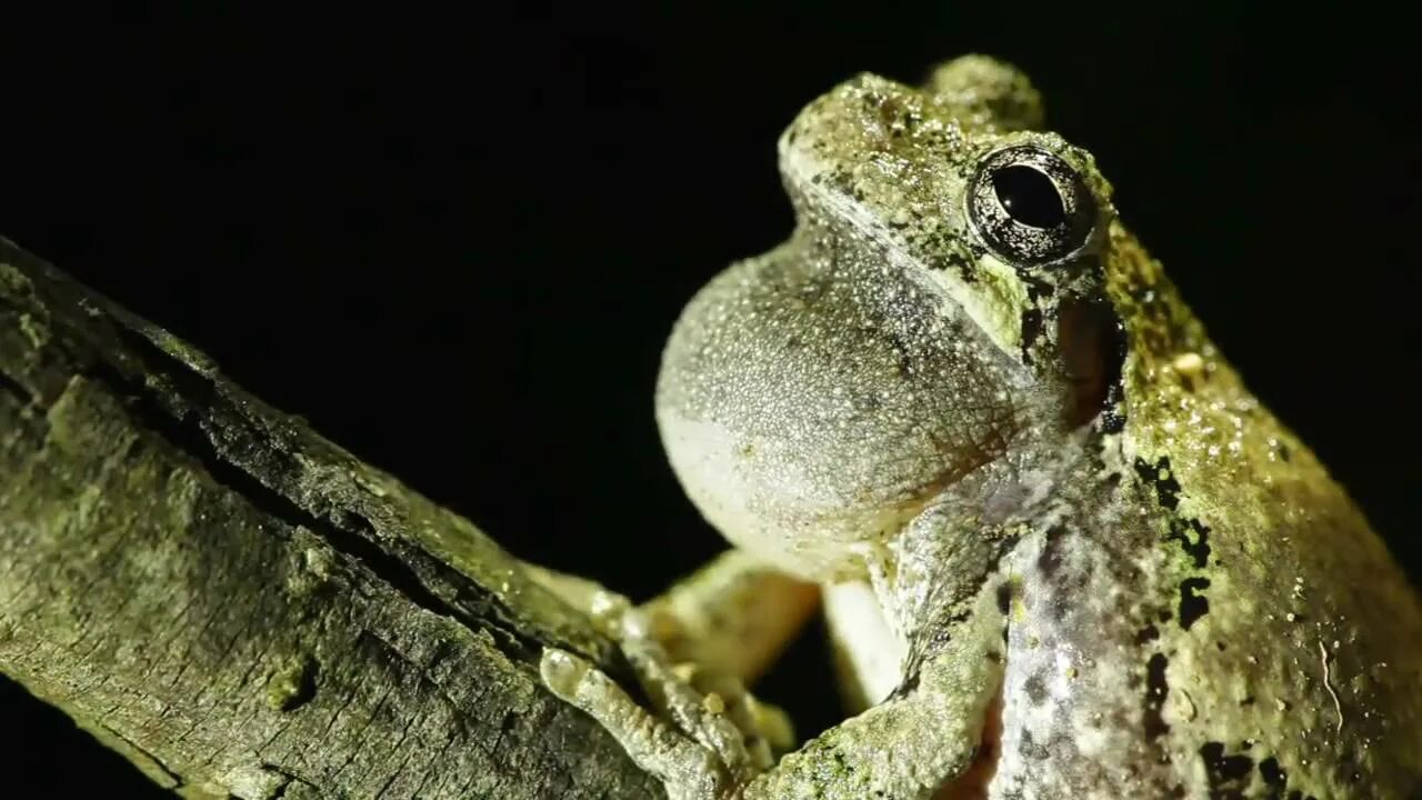 Жаба это ночное животное. Лягушка карабкается. Gray Tree Frog. Frogs copulation. Call of Frog.