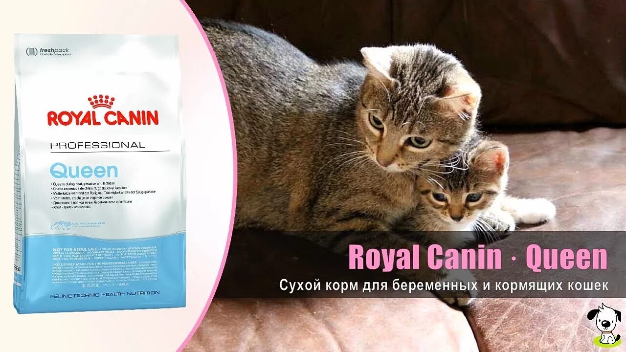 Роял Канин Queen для кошек. Роял Канин Квин для кошек беременных. Роял Канин для котят и беременных кошек сухой. Корм для кормящих кошек. Болезни кормящих кошек