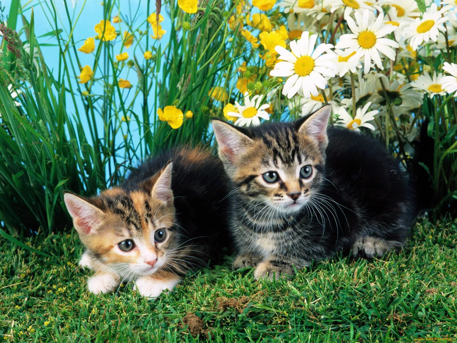 Красивые котята. Кошка с котятами. Котята на природе. Картинки на рабочий стол котята. Природа дом животных