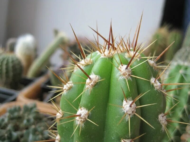 кактус суккулент трихоцереус. ядовитые кактусы. ядовитые кактусы. трихоцереус белеющий кактус. ядовитые кактусы.