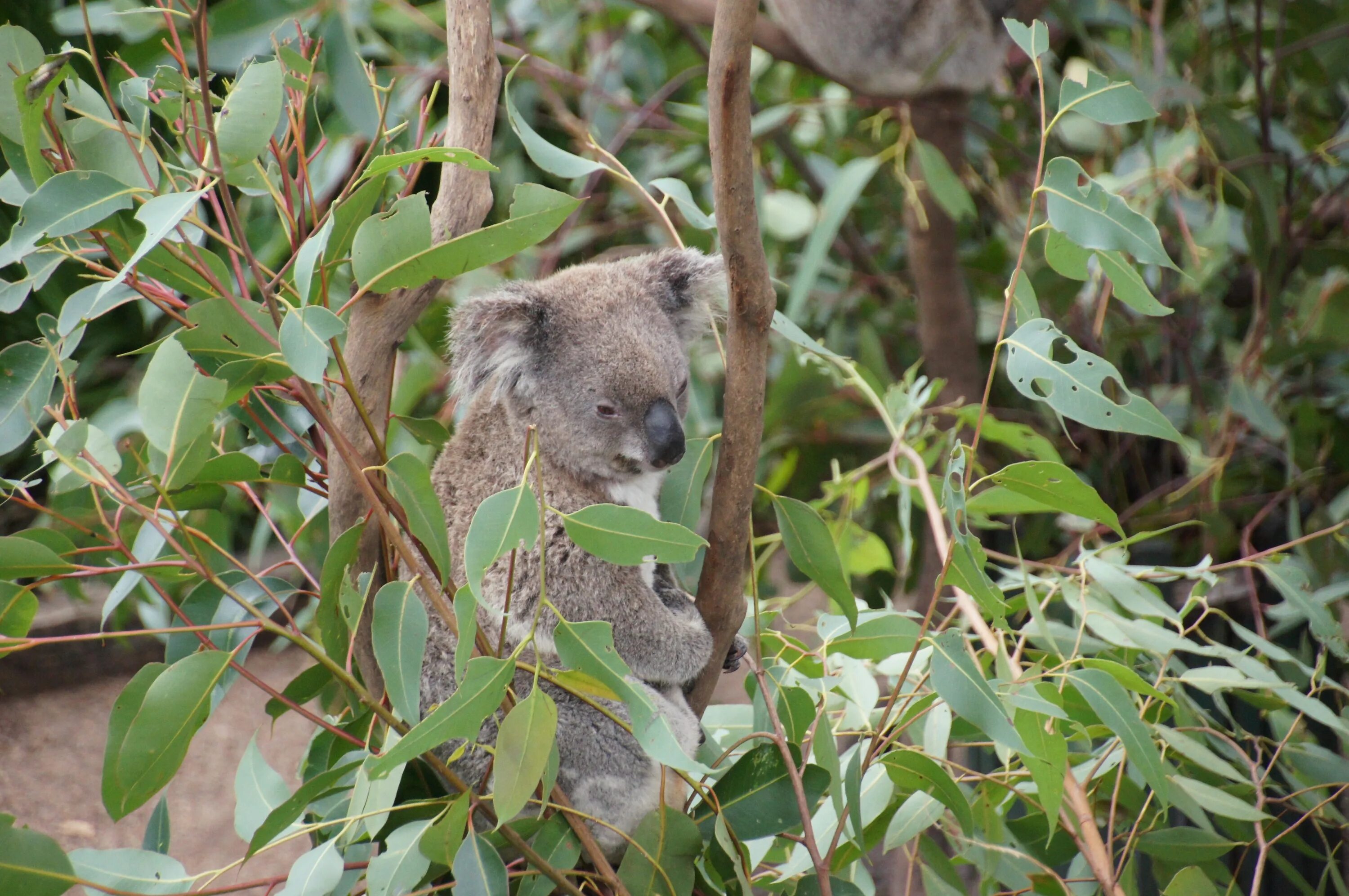 Коала природе. Коала в Австралии. Природа Австралии коала. Коала эвкалиптовый мишка. Коала на ветке.
