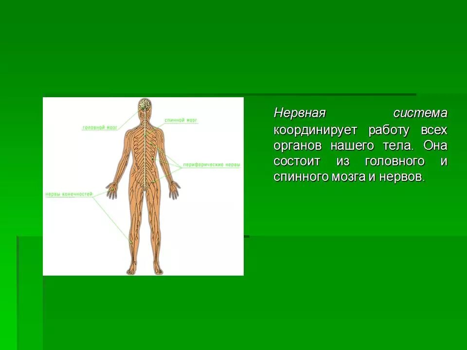 Координирует работу всех органов. Работу всех органов тела человека координирует система. Факты о системе органов. Интересные факты об органах человека. Факты систем органов человека