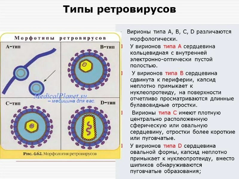 Семейство ретровирусов микробиология. Ретровирусы характеристика. Строение ретровирусов микробиология. Retroviridae таксономия.