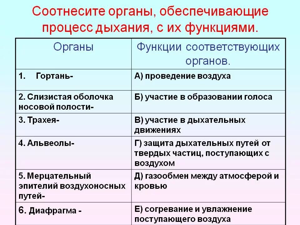 Соотнесите органы дыхательной системы с их функциями. Соотнести органы дыхания с их функциями. Структуры участвующие в дыхании. Проведение воздуха.