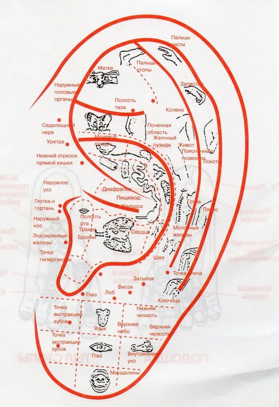 Связь зубов с органами. Проекция органов на ушной раковине. Проекция внутренних органов и частей тела на ушной раковине. Связь зубов и внутренних органов схема. Соответствие зубов внутренним органам.