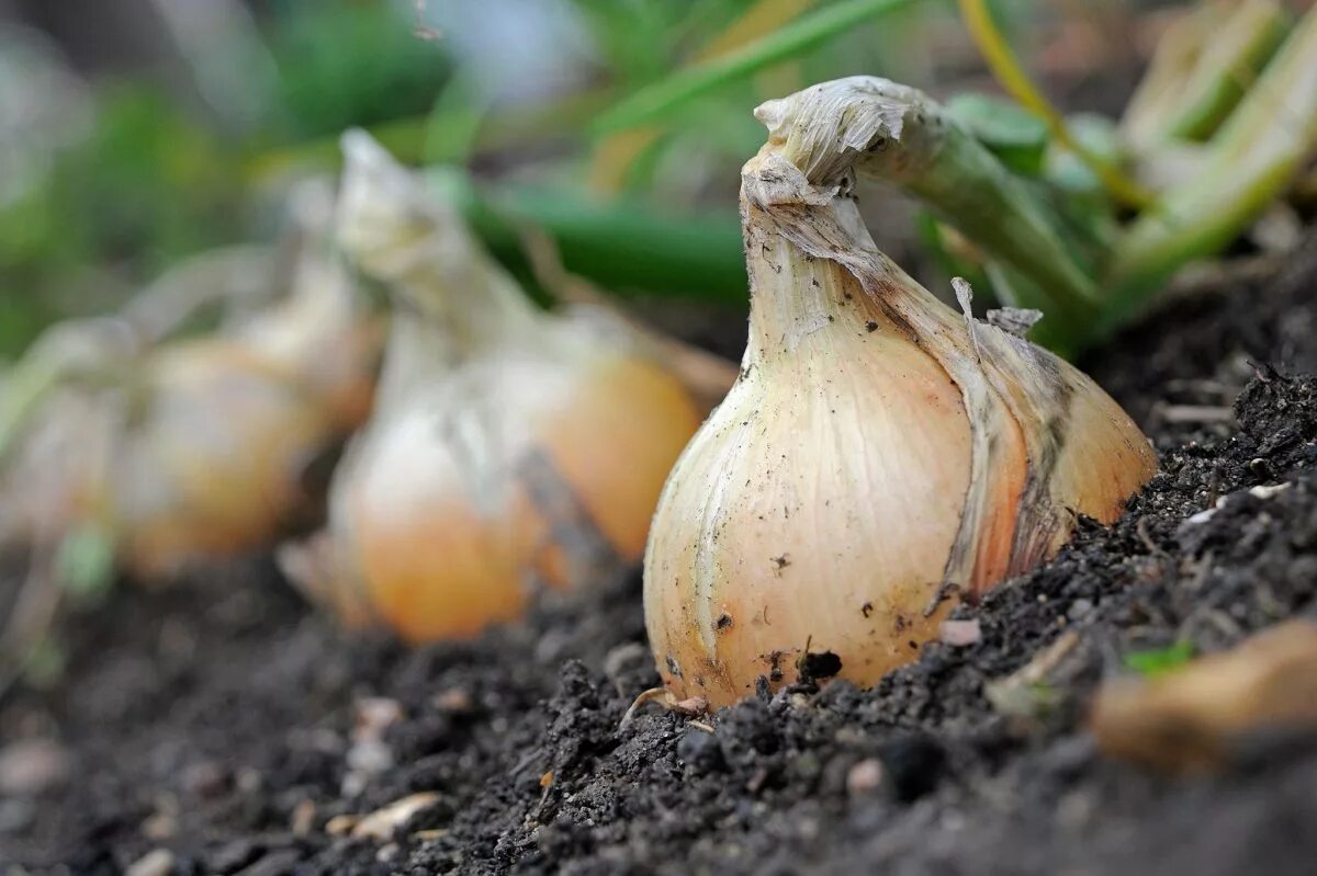 лук эксибишен всходы. лук эксибишен. лук эксибишен голландия. лук эксибишен посадка выращивание. лук эксибишен f1.