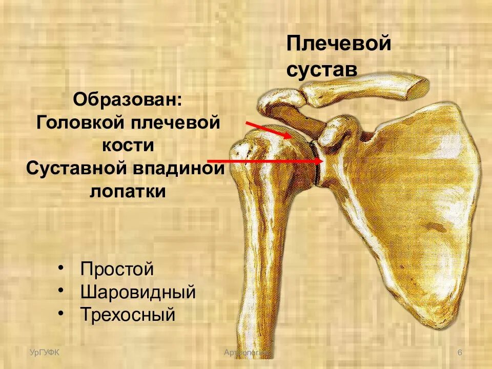 Соединение костей лопатки. Плечевой кости плечевой кости. Суставной бугорок плечевой кости. Кости верхней конечности головка плечевой кости. Плечевой сустав анатомия кость.