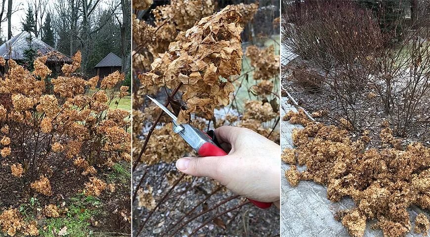 Подрезают ли на зиму на зиму