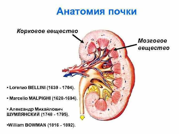 Почках и в головном мозге