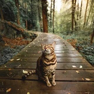 Коте в лесу