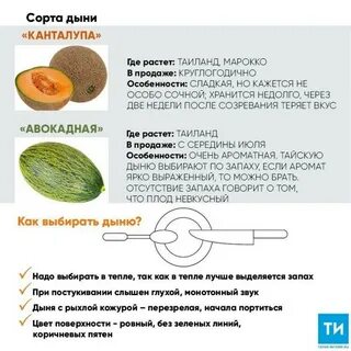 Выбор дыни