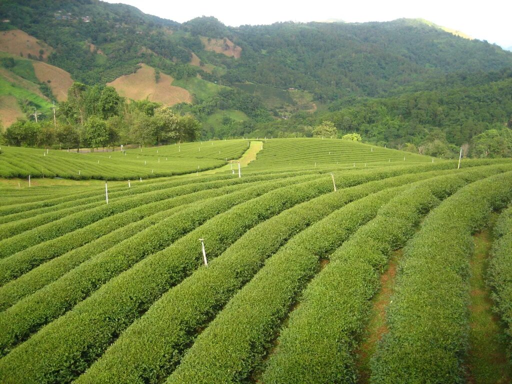 Виды плантаций. Мацеста чайные плантации. Ахинтам чайная плантация. Чайные плантации Юнань. Юньнань чайные плантации живопись.