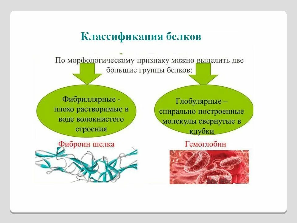 Формы белка. Классификация белков. Классификация белков по структуре. Классификация белков по составу белковой молекулы. Класмификацияб Елков по форме.