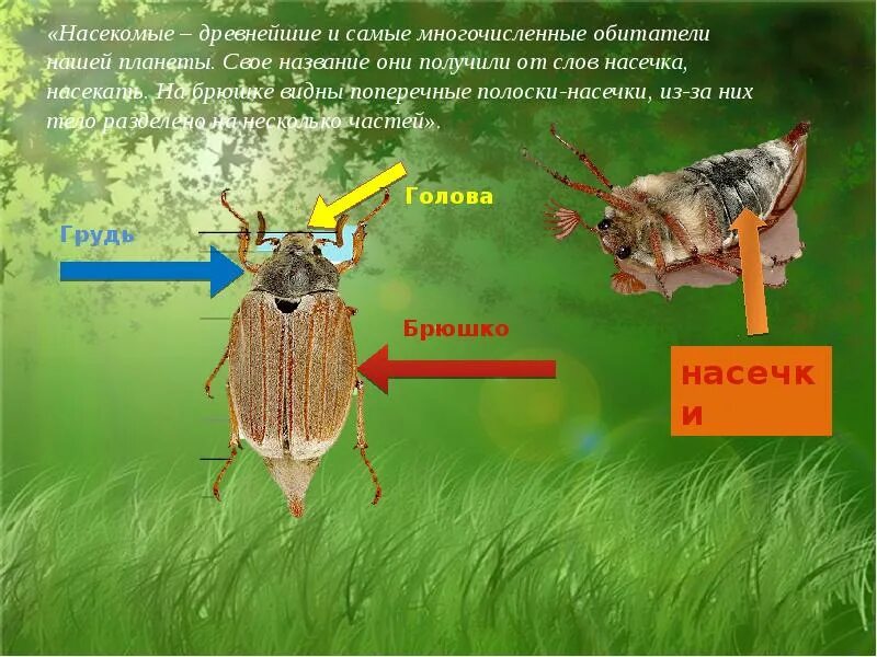 Насечки у насекомых. Брюшко насекомых. Насечки на теле насекомых. Тело насекомого с насечками.