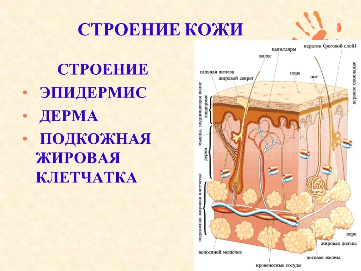 Какие структуры в дерме. Слои кожи строение и функции таблица. Дерма кожи строение функции. Название слоев кожи строение и функции. Строение и функции внутреннего слоя кожи.