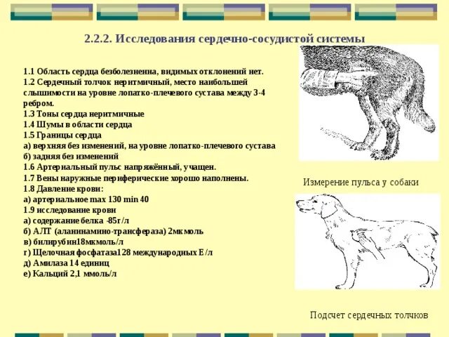 Виды пульса у животных. Исследование пульса у собак. исследование сердечного толчка у животных. исследование сердечно-сосудистой системы у собак.